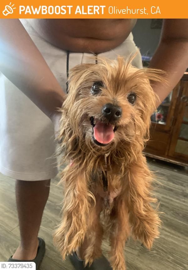 Found/Stray Male Dog last seen Maplehurst, Olivehurst, CA 95961