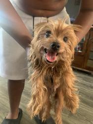 Found/Stray Male Dog last seen Maplehurst, Olivehurst, CA 95961