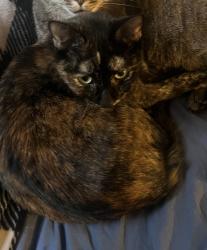 Lost Female Cat last seen Near m main ave. Off expressway before turkey hill., Scranton, PA 18504