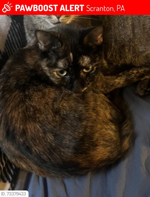 Lost Female Cat last seen Near m main ave. Off expressway before turkey hill., Scranton, PA 18504