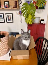 Reunited Female Cat last seen Wedgewood Ave, Los Gatos, CA 95032