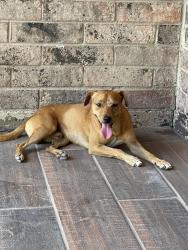 Found/Stray Male Dog last seen Near Subway in 1314 Palma vista, Palmview., Palmview, TX 78572