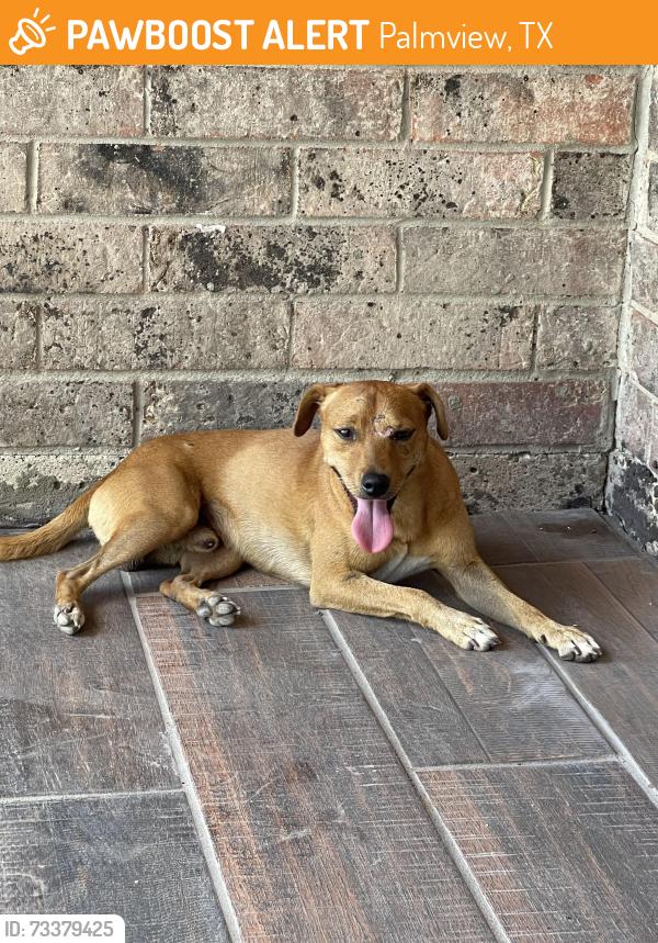 Found/Stray Male Dog last seen Near Subway in 1314 Palma vista, Palmview., Palmview, TX 78572