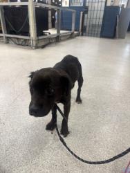 Found/Stray Female Dog last seen Soundview park, The Bronx, NY 10473