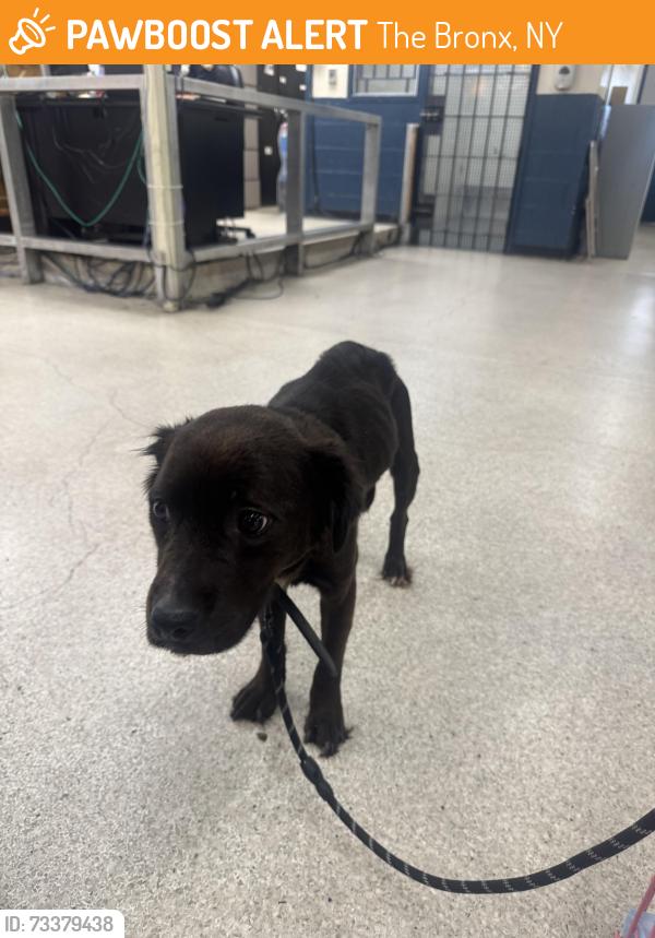Found/Stray Female Dog last seen Soundview park, The Bronx, NY 10473