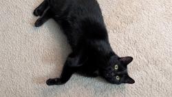 Lost Male Cat last seen Lack wood fry way, Painesville, OH 44077