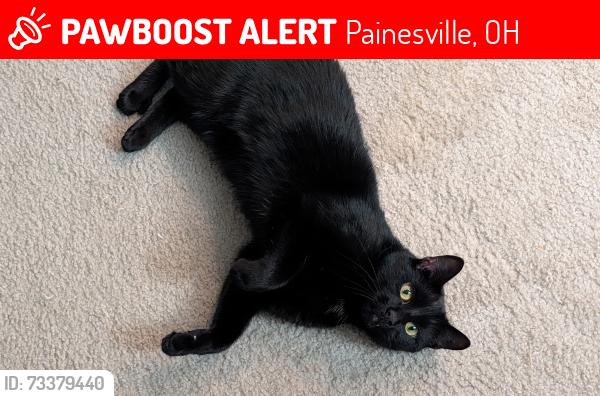Lost Male Cat last seen Lack wood fry way, Painesville, OH 44077