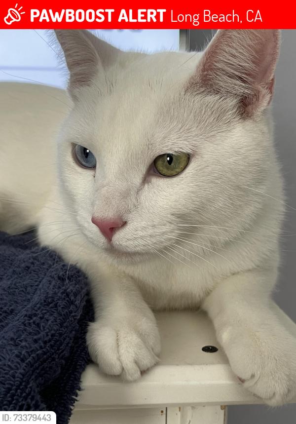 Lost Male Cat last seen Norton st, Long Beach, CA 90805