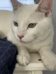 Lost Male Cat last seen Norton st, Long Beach, CA 90805