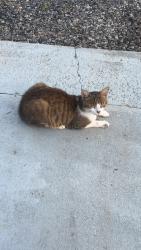 Lost Male Cat last seen Mayfield Rd, Duncan, SC 29334