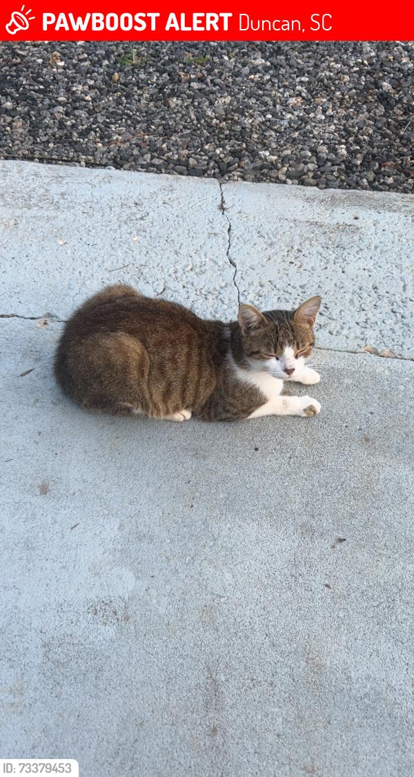 Lost Male Cat last seen Mayfield Rd, Duncan, SC 29334