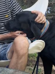 Reunited Male Dog last seen Arlington and Sandy Lane, Riverside, CA 92505