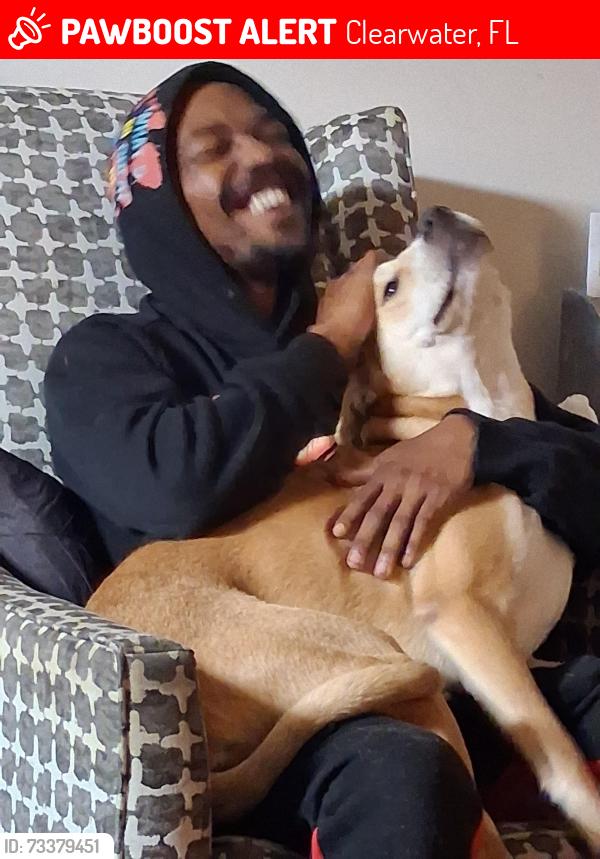 Lost Male Dog last seen Us they 19, Clearwater, FL 33764