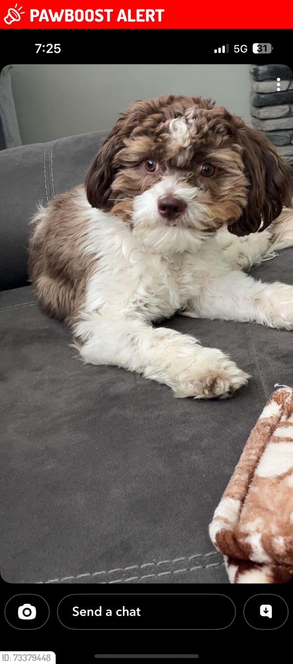 Lost Male Dog last seen Breezewood park, Rt 30, Brush Creek Township, PA 15536