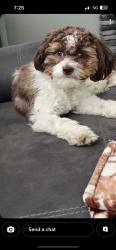 Lost Male Dog last seen Breezewood park, Rt 30, Brush Creek Township, PA 15536