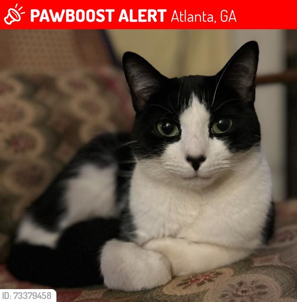 Lost Male Cat last seen On Kendrick Ave SE between Rawlins and Grant Streets SE, Atlanta, GA 30315