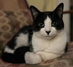 Lost Male Cat last seen On Kendrick Ave SE between Rawlins and Grant Streets SE, Atlanta, GA 30315