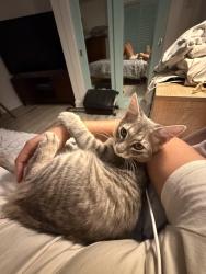 Found/Stray Male Cat last seen Windsor ave, West Palm Beach, FL 33407