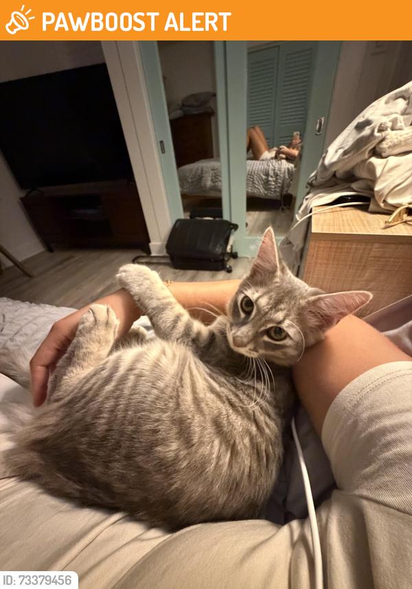 Found/Stray Male Cat last seen Windsor ave, West Palm Beach, FL 33407
