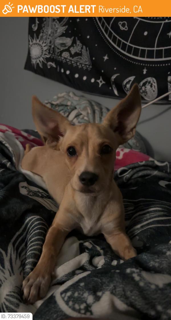 Found/Stray Male Dog last seen Lewis and campbell, Riverside, CA 92503