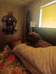 Lost Female Dog last seen SWEENEY DR AND GULF CITY ROAD RUSKI FLORIDA, Ruskin, FL 33570