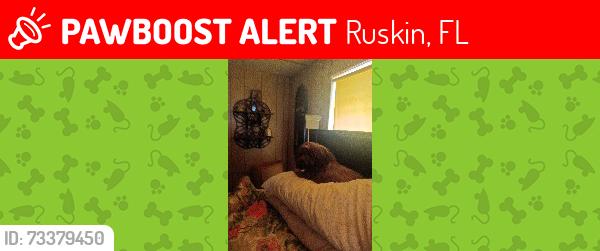 Lost Female Dog last seen SWEENEY DR AND GULF CITY ROAD RUSKI FLORIDA, Ruskin, FL 33570