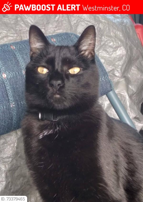 Lost Male Cat last seen 80th and tennyson st, Westminster, CO 80030