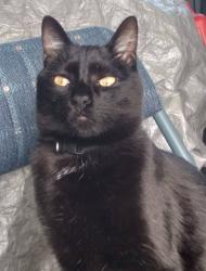 Lost Male Cat last seen 80th and tennyson st, Westminster, CO 80030