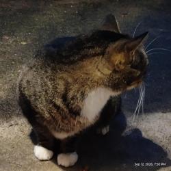 Found/Stray Unknown Cat last seen 46th and southeast State st, Four Corners, OR 97301