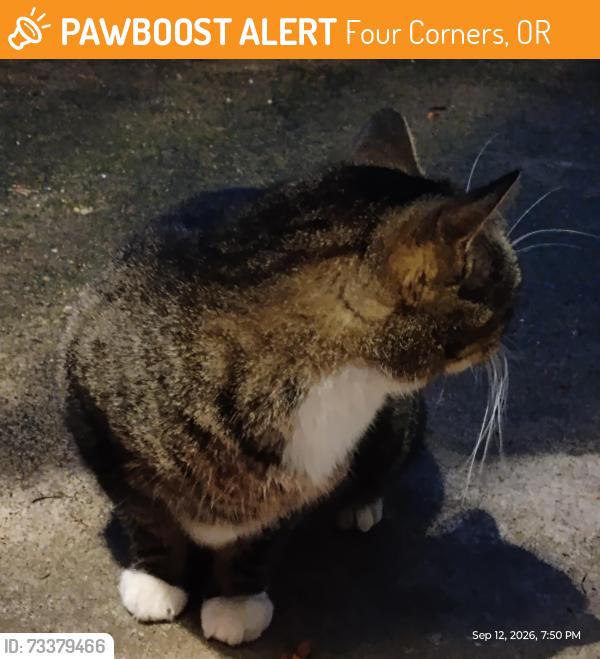 Found/Stray Unknown Cat last seen 46th and southeast State st, Four Corners, OR 97301