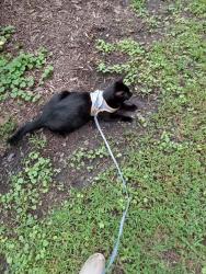 Reunited Male Cat last seen Near Mount Zion Rd between Short Rd & Greble Rd, Lebanon, PA 17046