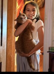 Lost Male Cat last seen Near Melrose st, Boylston, MA 01505