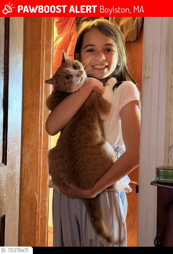 Lost Male Cat last seen Near Melrose st, Boylston, MA 01505