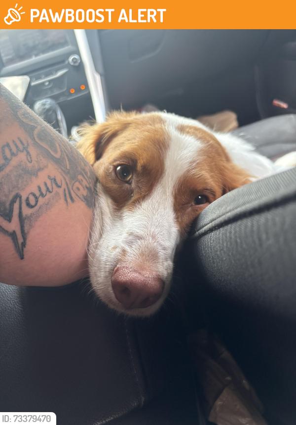 Found/Stray Female Dog last seen Trimmer Road, Washington Township, OH 43113