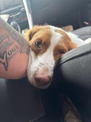 Found/Stray Female Dog last seen Trimmer Road, Washington Township, OH 43113