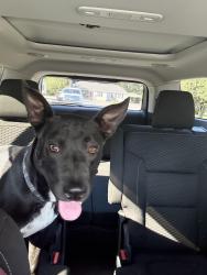 Found/Stray Male Dog last seen EMS station on Stones River Lane, Rutherford County, TN 37037