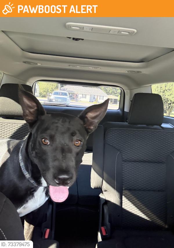 Found/Stray Male Dog last seen EMS station on Stones River Lane, Rutherford County, TN 37037