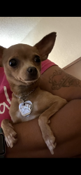 Lost Female Dog last seen Florence and Charles st. Racine, WI, Racine, WI 53402
