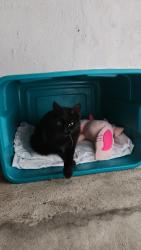 Found/Stray Female Cat last seen Forrest street and MLK drive, Jersey City, NJ 07304