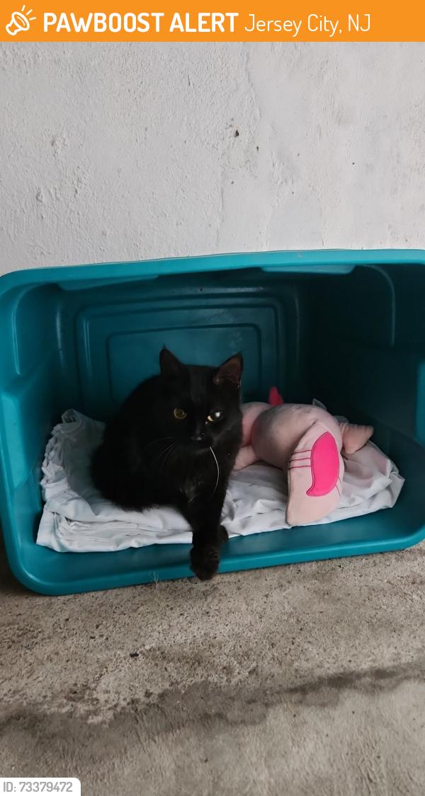 Found/Stray Female Cat last seen Forrest street and MLK drive, Jersey City, NJ 07304