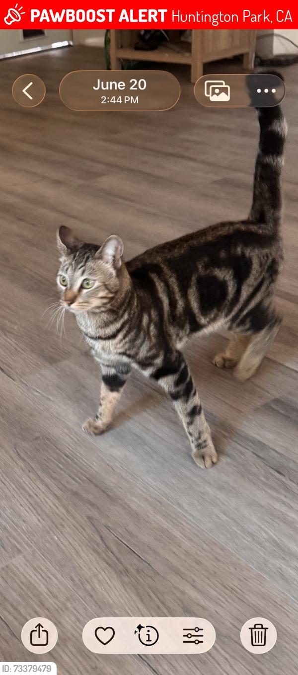 Lost Male Cat last seen State st, Huntington Park, CA 90255