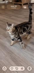 Lost Male Cat last seen State st, Huntington Park, CA 90255