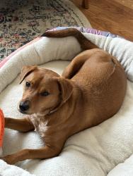 Lost Female Dog last seen Downtown San Antonio, San Antonio, TX 78205