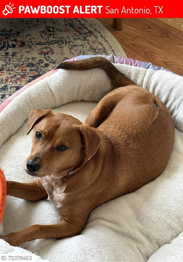 Lost Female Dog last seen Downtown San Antonio, San Antonio, TX 78205
