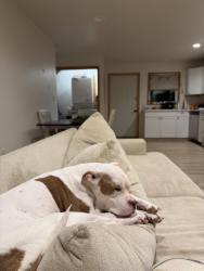 Lost Male Dog last seen Oakley neighborhood, Asheville, NC 28803