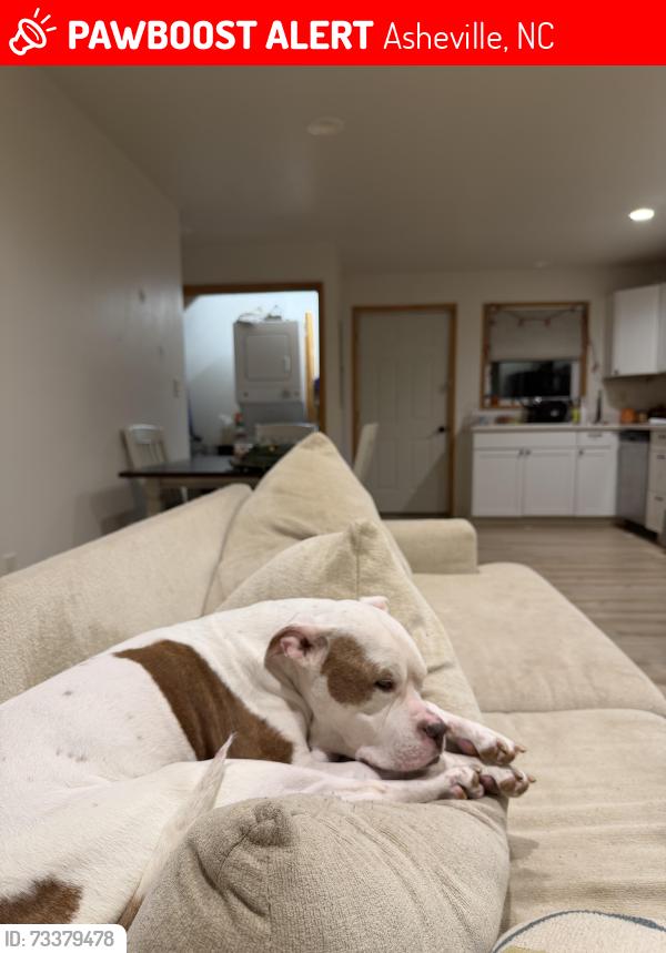 Lost Male Dog last seen Oakley neighborhood, Asheville, NC 28803