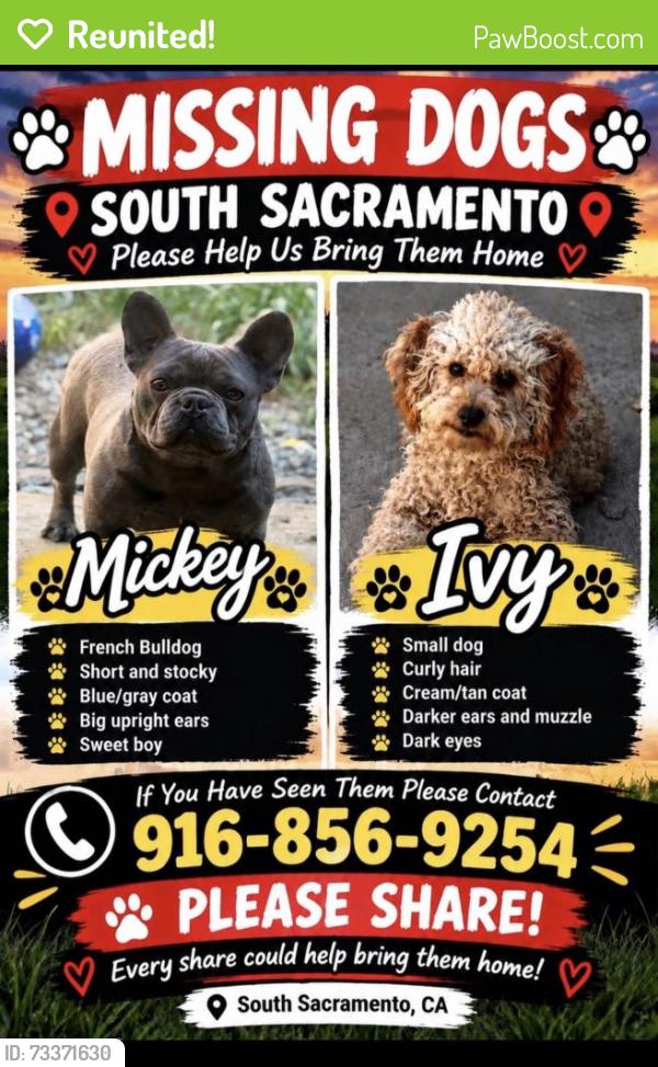 Reunited Male Dog last seen Nina way and 37th ave, Sacramento, CA 95824