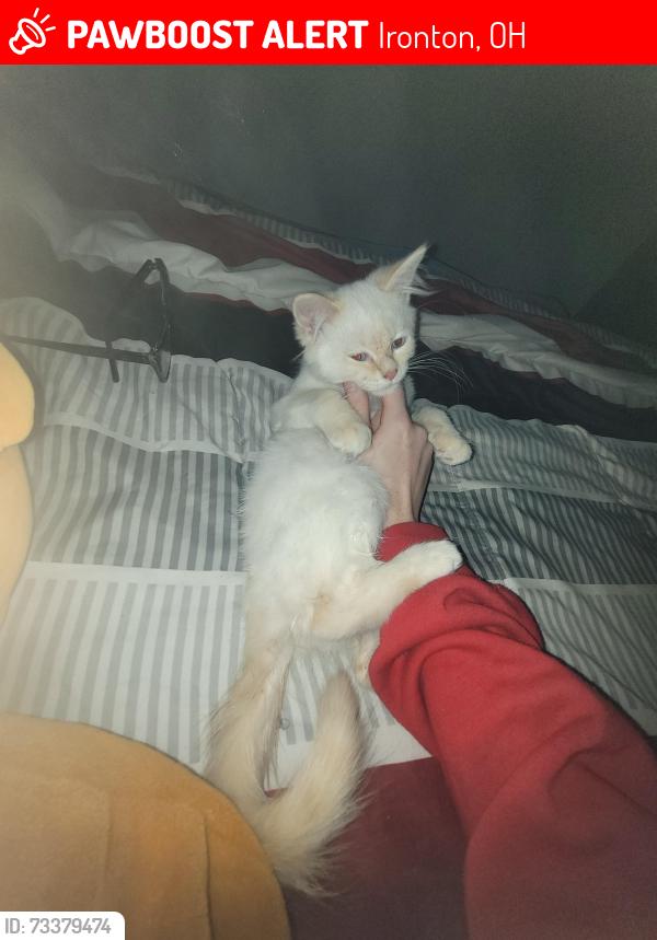 Lost Male Cat last seen s 4th st ironton ohio 45638, Ironton, OH 45638