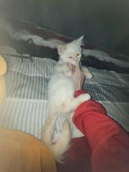 Lost Male Cat last seen s 4th st ironton ohio 45638, Ironton, OH 45638