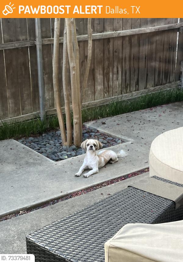 Found/Stray Male Dog last seen W Beverly Dr & Bordeaux Ave, Dallas, TX 75209